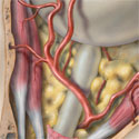 Medical illustration orbital arteries thumbnail