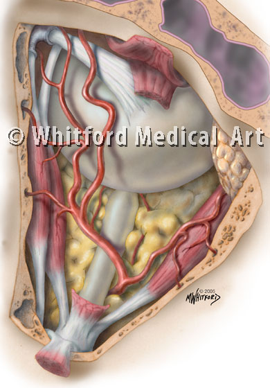 Medical illustrration orbital arteries anatomy textbook