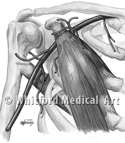 Medical illustration axillary artery anatomy textbook
