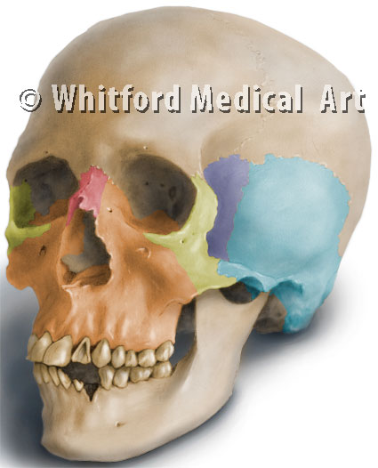 Medical illustration skull bones anatomy
